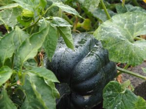 lyxig glutenfri dessert