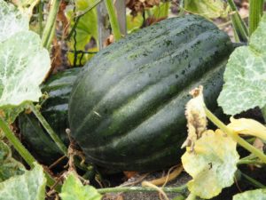 kladdkaka utan socker