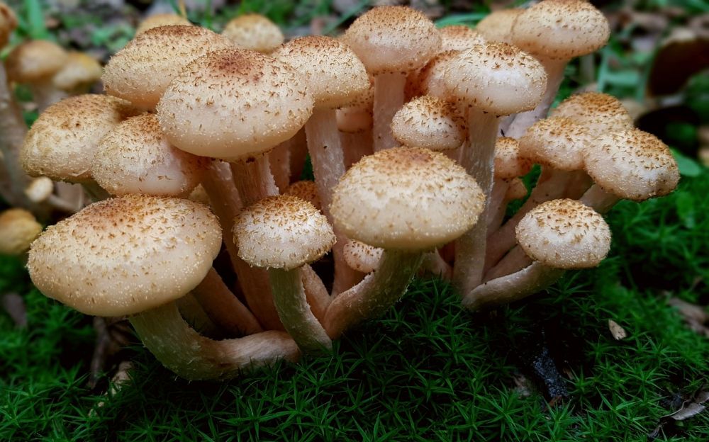 julkorg delikatesser